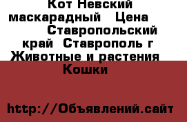 Кот Невский маскарадный › Цена ­ 7 000 - Ставропольский край, Ставрополь г. Животные и растения » Кошки   